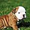 Precious-english-bulldog-puppies-for-rehoming