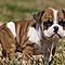 Cute-english-bulldog-puppies-ready