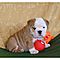 Adorable-english-bulldog-puppies-for-adoption