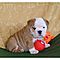 Cute-and-adorable-english-bulldog-puppies-for-adoption